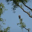 Sundarbans Bangladesh Photo of an eagle in the Sundarbans National Park