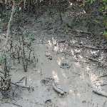 Mangrove forest of the Sundarbans National Park