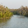 Cruise safari through the Sundarbans National Park