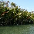 Pictures of the Sundarbans National Park, Bangladesh, Sundarbans Bangladesh