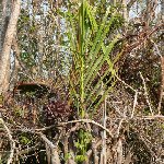 Photos of the Sundarbans National Park, Bangladesh, Sundarbans Bangladesh