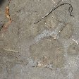 Footprints of a Bengal tiger in Sundarbans, Bangladesh, Sundarbans Bangladesh