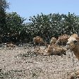 Photos of the Camel Farm near Manama 