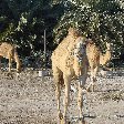 Pictures of the Camel Farm near Manama 