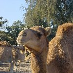 Photo of a camel near Manama