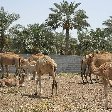 Camels of Bahrein at the farm near Manama
