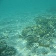 Diving in the waters of Tonga, Polynesia