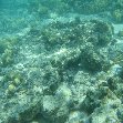 Underwater photos of the Tonga Islands, Nuku'alofa Tonga