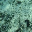 Picture of a sea cucumber in Tonga