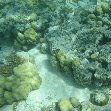 Snorkeling in the waters of the Tonga Islands