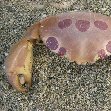 Nouméa New Caledonia Giant crab in New Caledonia