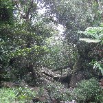 Nouméa New Caledonia The landscape of the New Caledonia inland jungle