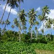 Port Vila Vanuatu Walk through the jungle, Vanuatu