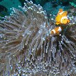 Honiara Solomon Islands Clownfish at the Solomon Islands