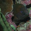 Honiara Solomon Islands Moray eel at the Solomon Islands