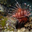 Honiara Solomon Islands Photo of a lionfish at the Solomon Islands