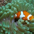 Honiara Solomon Islands Clownfish in the waters of the Solomon Islands