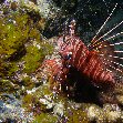 Photos of a lionfish at the Solomon Islands, Honiara Solomon Islands