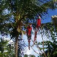 Parrots at the Dolphin Discover Center in Prospect Reef Port