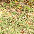 A green and jellow lizard on St Thomas, Charlotte Amalie United States Virgin Islands