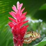 Philipsburg Netherlands Antilles Pictures at the Butterfly Farm in Philpsburg