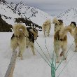 Tasiilaq Greenland Husky ride in Tasiilaq, Greenland