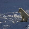 Tasiilaq Greenland Husky pup sitting in the snow