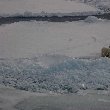 Polar bears in Greenland