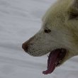 Tasiilaq Greenland Photos of the husky dogs in Greenland