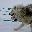 Tasiilaq Greenland Husky dogs in Tasiilaq, Greenland