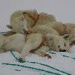 Pictures of the resting husky dogs in Greenland