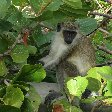 Basseterre Saint Kitts and Nevis Green Vervet Monkey on Saint Kitts and Nevis