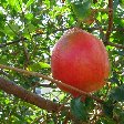 Basseterre Saint Kitts and Nevis Amazing fruit on Saint Kitts and Nevis