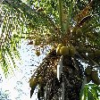 Palm trees on Saint Kitts and Nevis