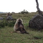 Gondar Ethiopia Photos of the Gelada Baboons in Simien Mountains NP, Ethiopia