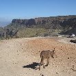 Gondar Ethiopia Little donkey outside Gondar