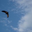 Eagle in Simien Mountains NP, Ethiopia, Gondar Ethiopia