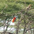 Colourful bird in Simien Mountains NP, Ethiopia