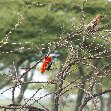Colourful bird in Simien Mountains NP, Ethiopia, Gondar Ethiopia