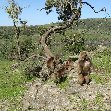 Gelada Baboons in Simien Mountains NP, Ethiopia