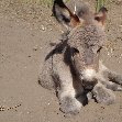 Photo Donkey on the road to the Simien Mountains NP, Ethiopia Gondar Ethiopia