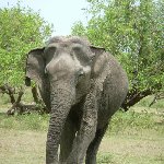 Photo of an elephant in the Yala National Park, Sri Lanka