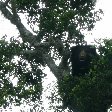 Bear in a tree, Yala National Park, Sri Lanka