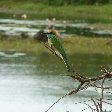 Little bird in the Yala National Park, Sri Lanka