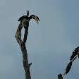 Tukan pictures, Yala National Park, Sri Lanka