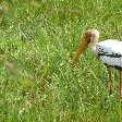 Birdlife in the Yala National Park, Sri Lanka