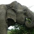 ELephant pictures of the Yala National Park, Sri Lanka