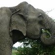 Tissa Sri Lanka ELephant pictures of the Yala National Park, Sri Lanka