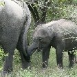Baby elephant in the Yala National Park, Sri Lanka