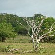 Beautiful trees in the Yala National Park, Sri Lanka